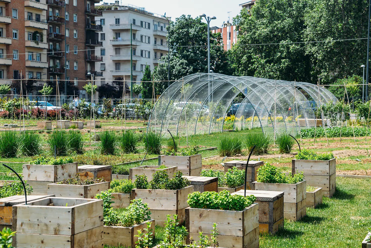 Raised wooden planter boxes and a wire-mesh greenhouse tunnel in an urban community garden in Italy, with apartment blocks behind.
