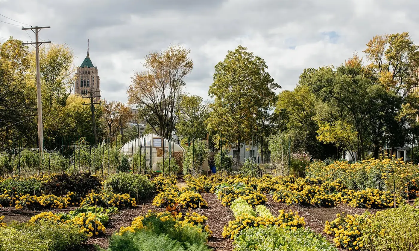 The Detroit agrihood: beds of yellow marigolds and vegetables in front of a hoop greenhouse, with the city skyline behind.