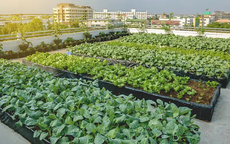Why Productive Landscapes Belong in New Communities — featured image